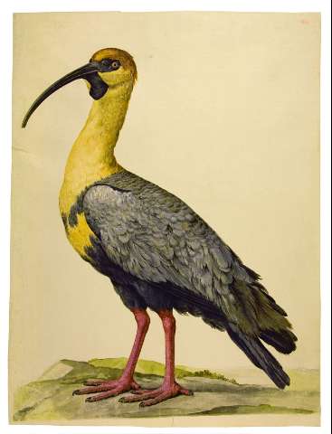 Ave [ibis] (Producción: 1789-1794)